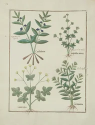 Ilustración del Libro de Medicinas Simples de Mattheaus Platearius (m. c.1161) c.1470